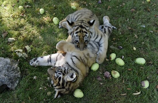 Amur tiger cubs at Taigan safari park in Crimea