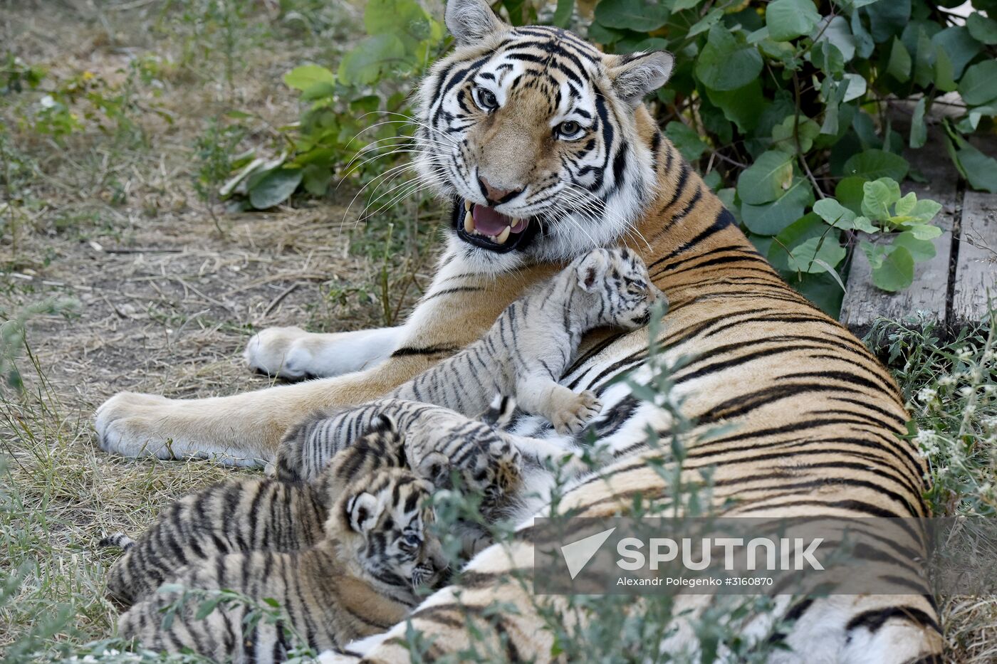 Amur tiger cubs at Taigan safari park in Crimea