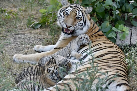 Amur tiger cubs at Taigan safari park in Crimea