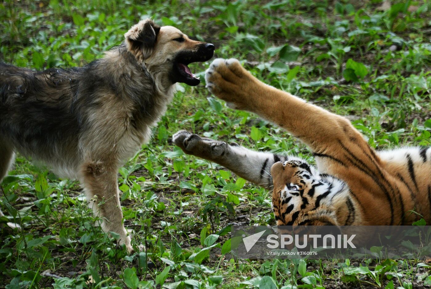Young tiger Sherkhan and Tabaki dog in Primorye Safari Park