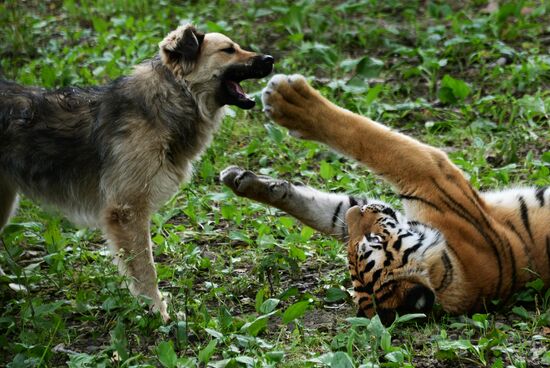 Young tiger Sherkhan and Tabaki dog in Primorye Safari Park