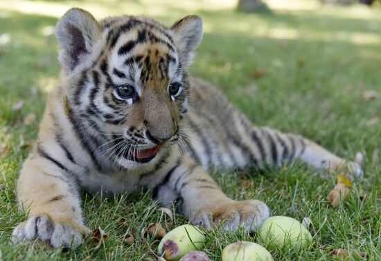 Amur tiger cubs at Taigan safari park in Crimea