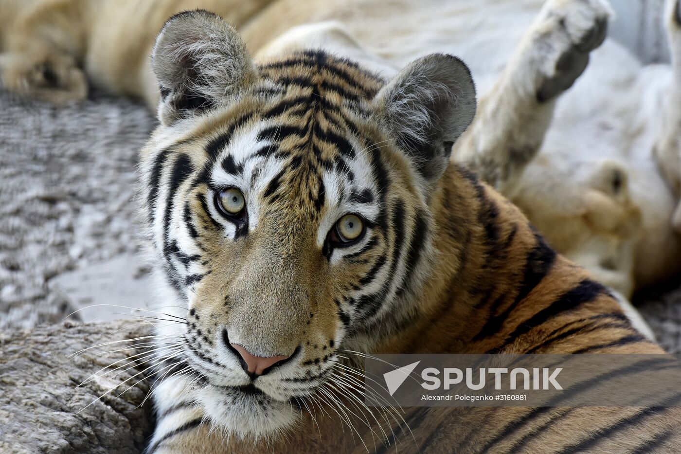 Amur tiger cubs at Taigan safari park in Crimea