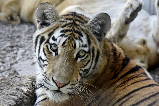 Amur tiger cubs at Taigan safari park in Crimea