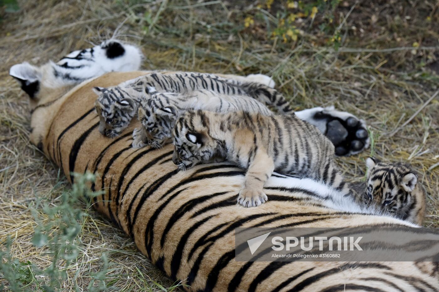 Amur tiger cubs at Taigan safari park in Crimea