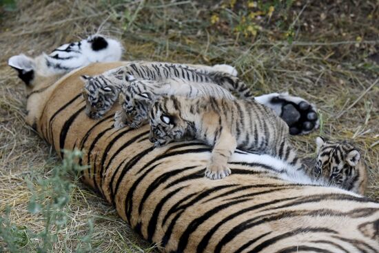 Amur tiger cubs at Taigan safari park in Crimea