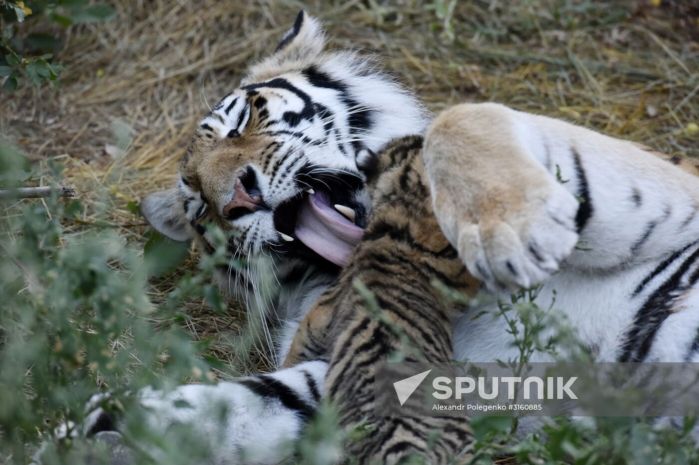 Amur tiger cubs at Taigan safari park in Crimea