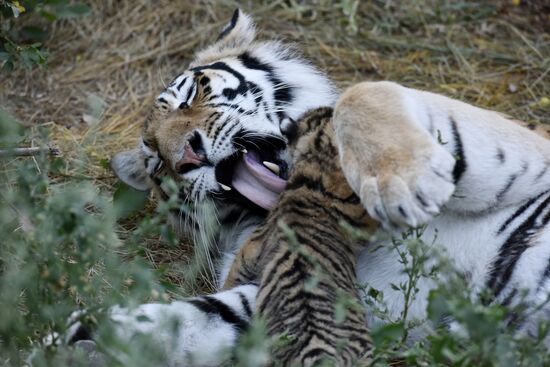 Amur tiger cubs at Taigan safari park in Crimea