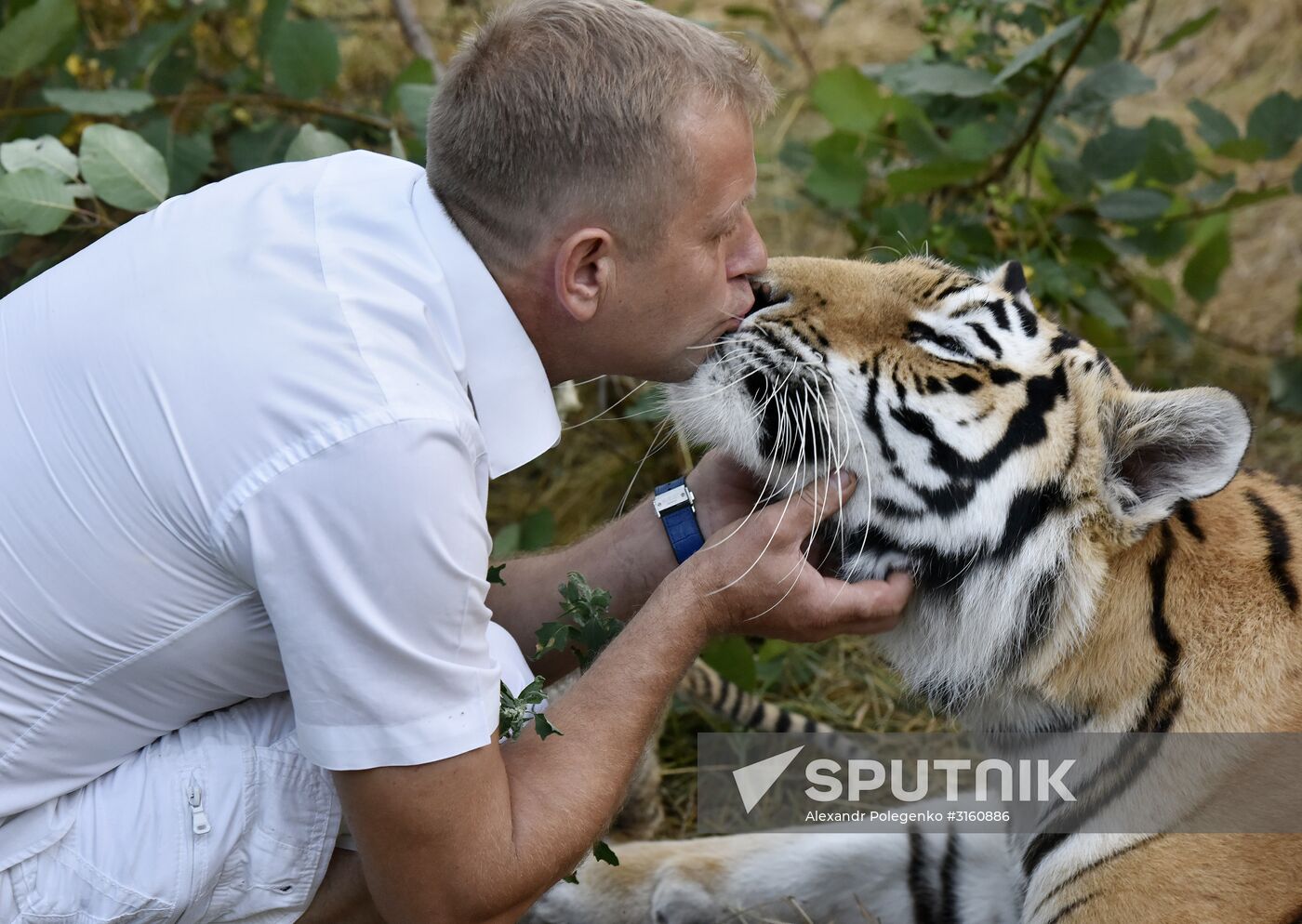 Amur tiger cubs at Taigan safari park in Crimea
