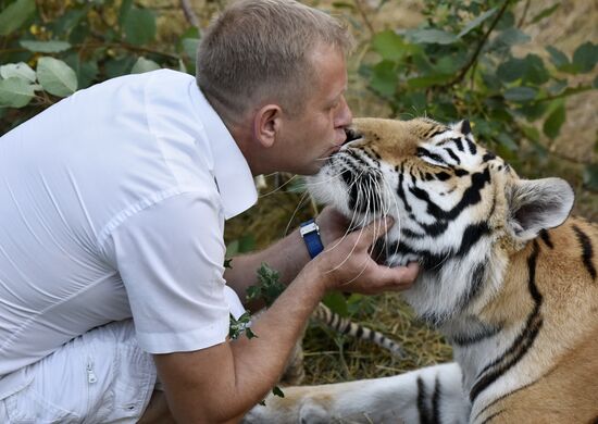 Amur tiger cubs at Taigan safari park in Crimea