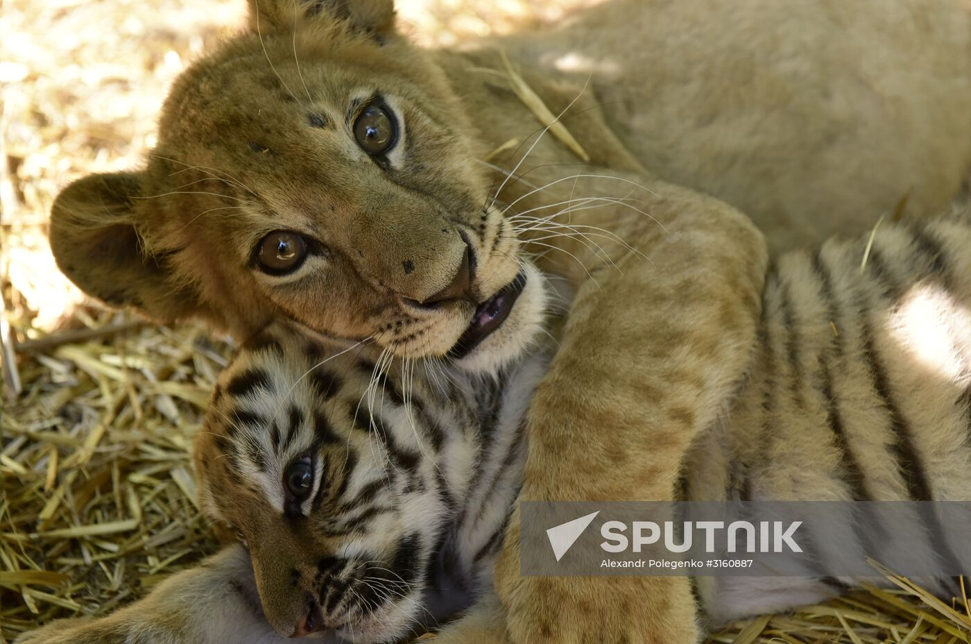 Amur tiger cubs at Taigan safari park in Crimea