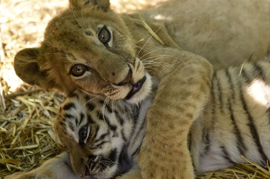 Amur tiger cubs at Taigan safari park in Crimea