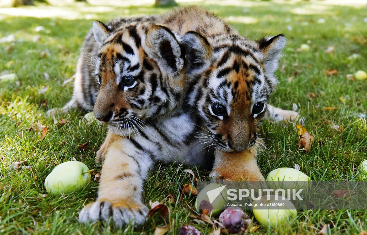 Amur tiger cubs at Taigan safari park in Crimea