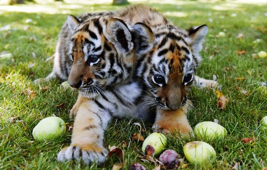 Amur tiger cubs at Taigan safari park in Crimea