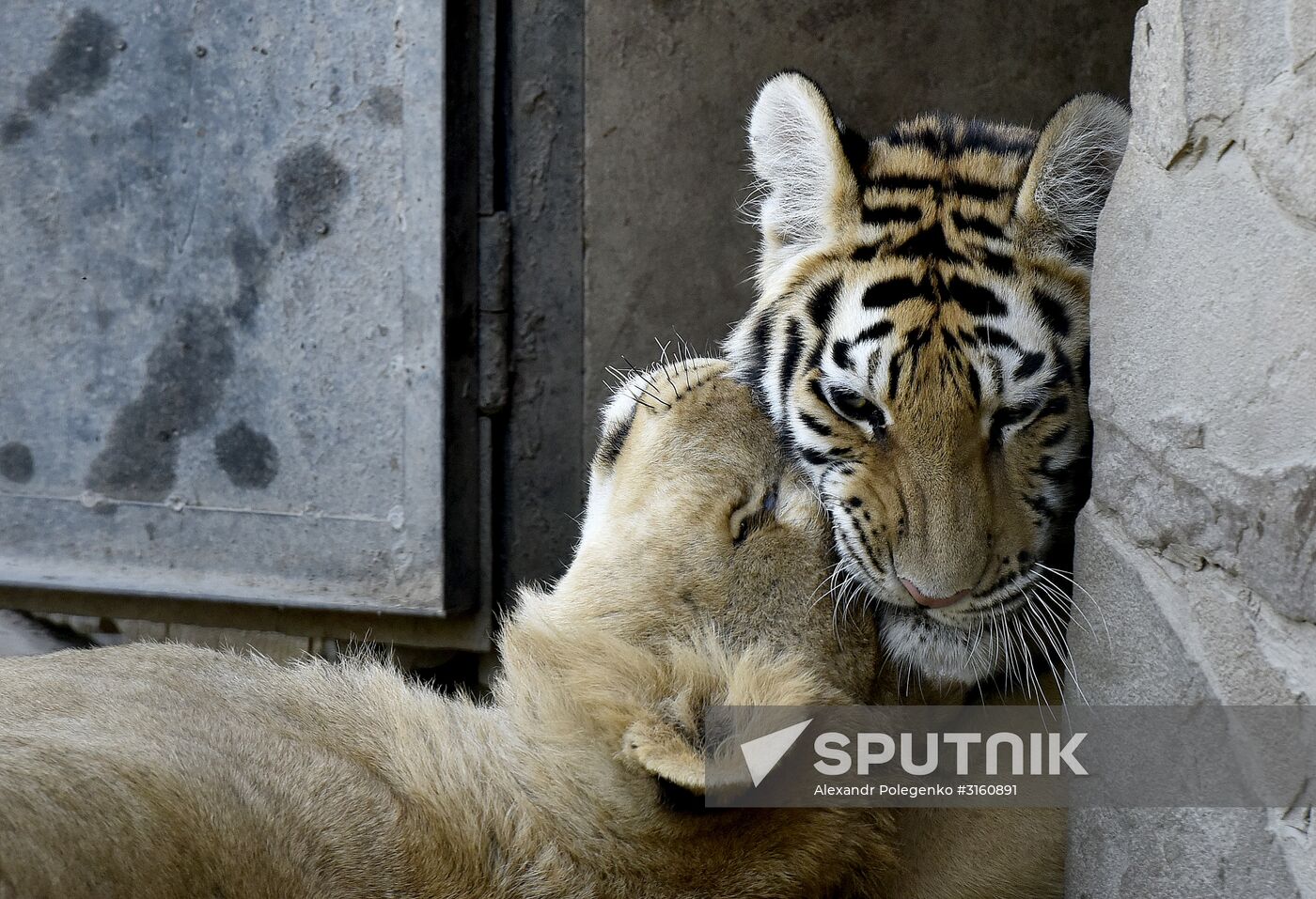 Amur tiger cubs at Taigan safari park in Crimea
