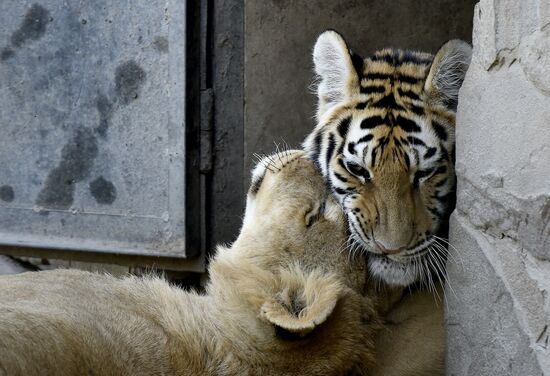 Amur tiger cubs at Taigan safari park in Crimea