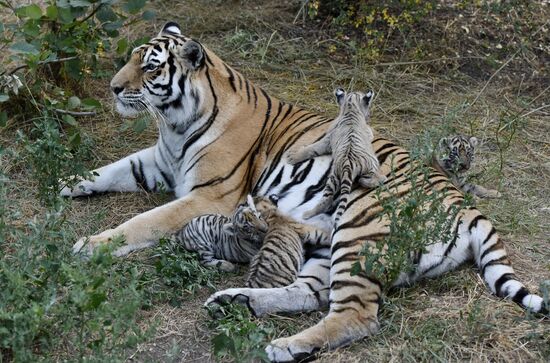 Amur tiger cubs at Taigan safari park in Crimea
