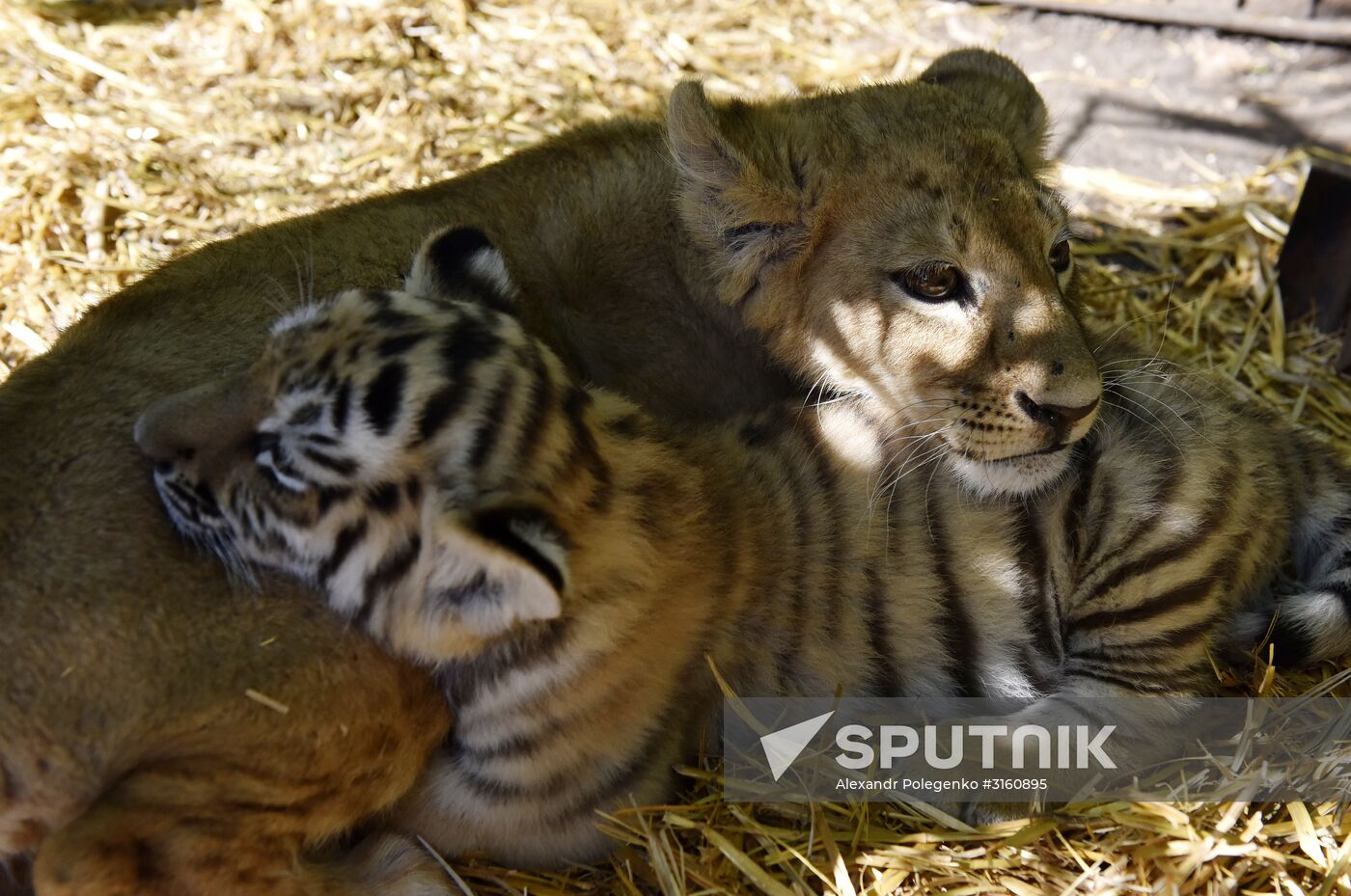 Amur tiger cubs at Taigan safari park in Crimea