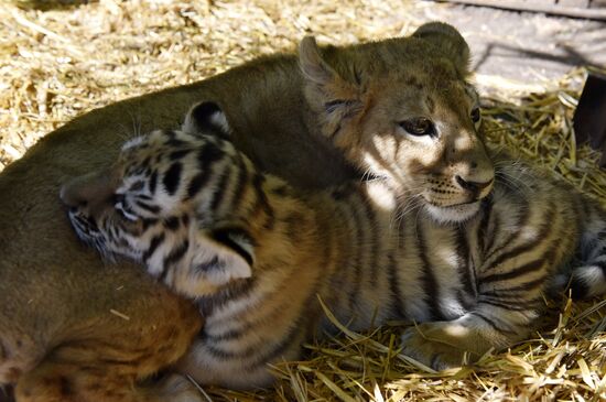 Amur tiger cubs at Taigan safari park in Crimea