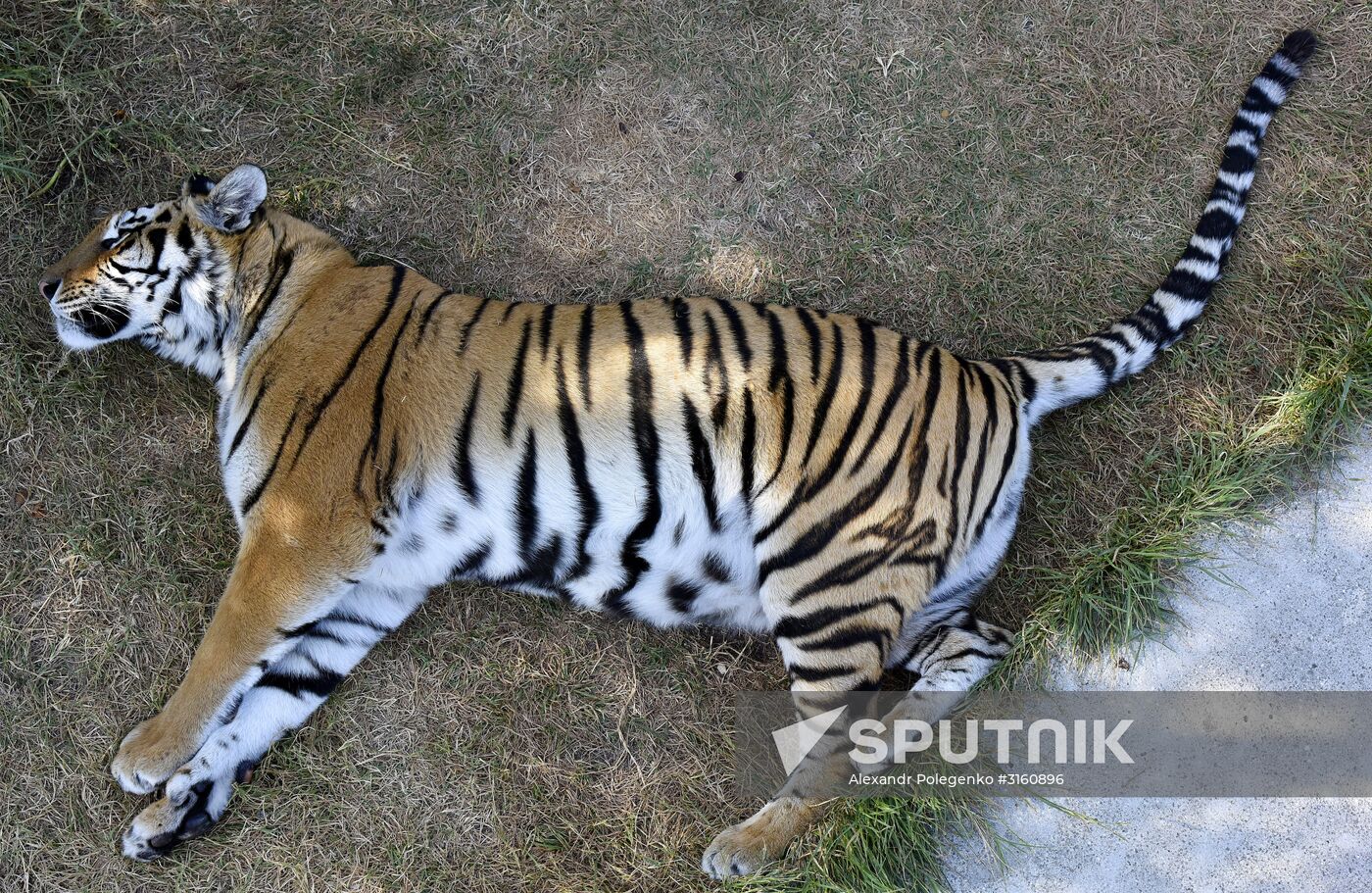 Amur tiger cubs at Taigan safari park in Crimea