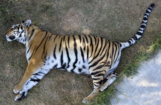 Amur tiger cubs at Taigan safari park in Crimea