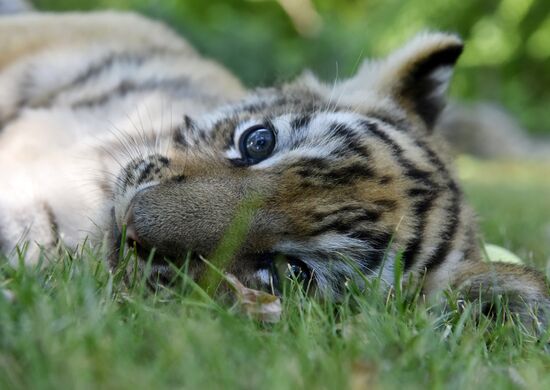 Amur tiger cubs at Taigan safari park in Crimea
