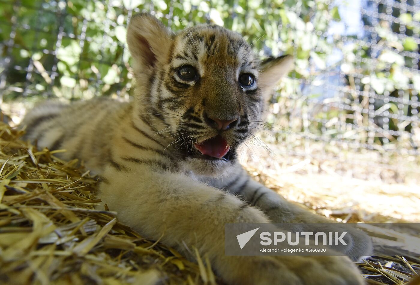 Amur tiger cubs at Taigan safari park in Crimea