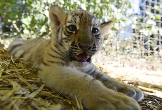 Amur tiger cubs at Taigan safari park in Crimea