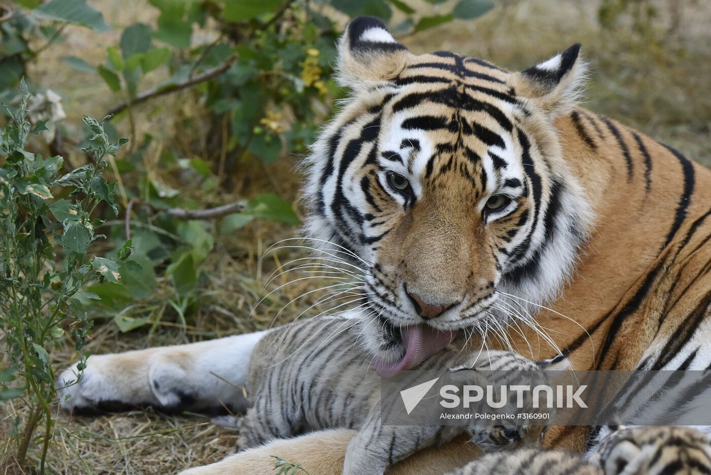 Amur tiger cubs at Taigan safari park in Crimea