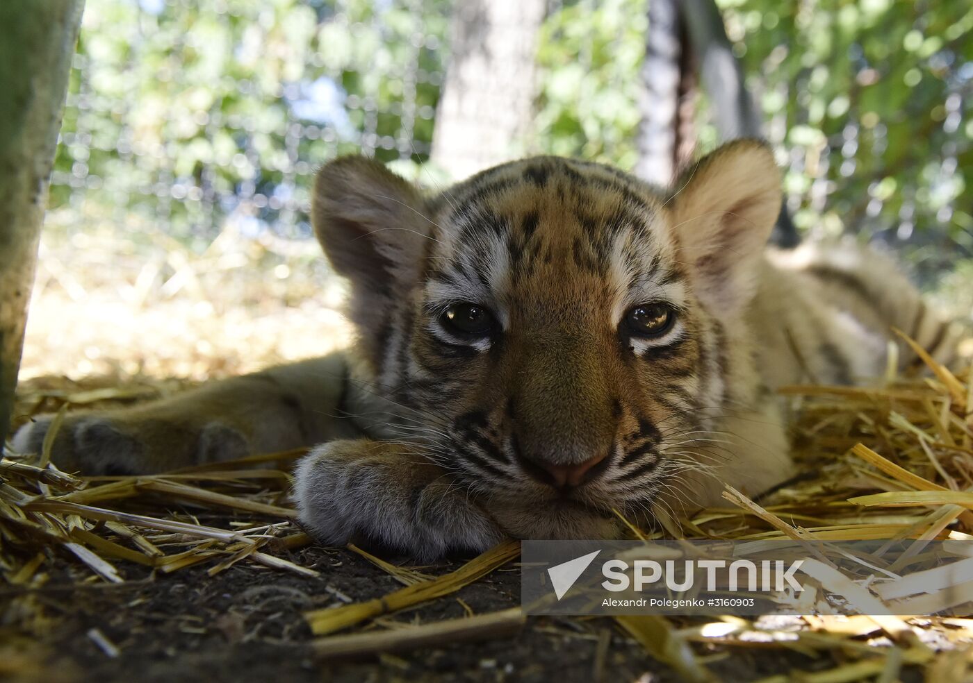 Amur tiger cubs at Taigan safari park in Crimea