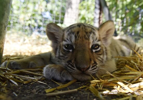 Amur tiger cubs at Taigan safari park in Crimea