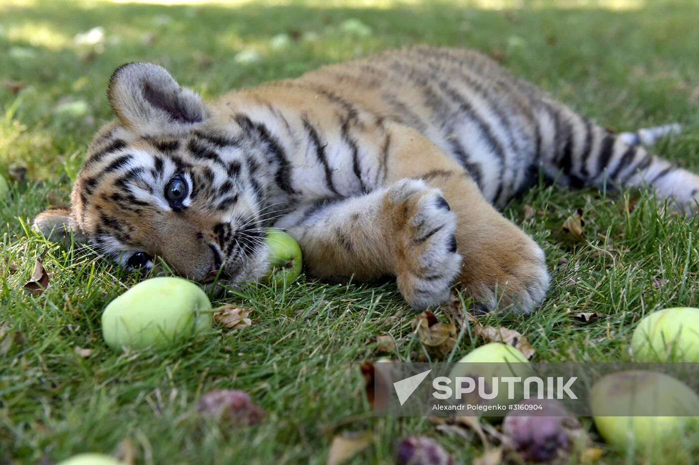 Amur tiger cubs at Taigan safari park in Crimea