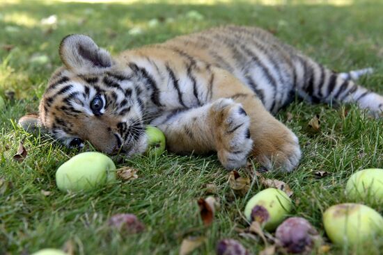 Amur tiger cubs at Taigan safari park in Crimea