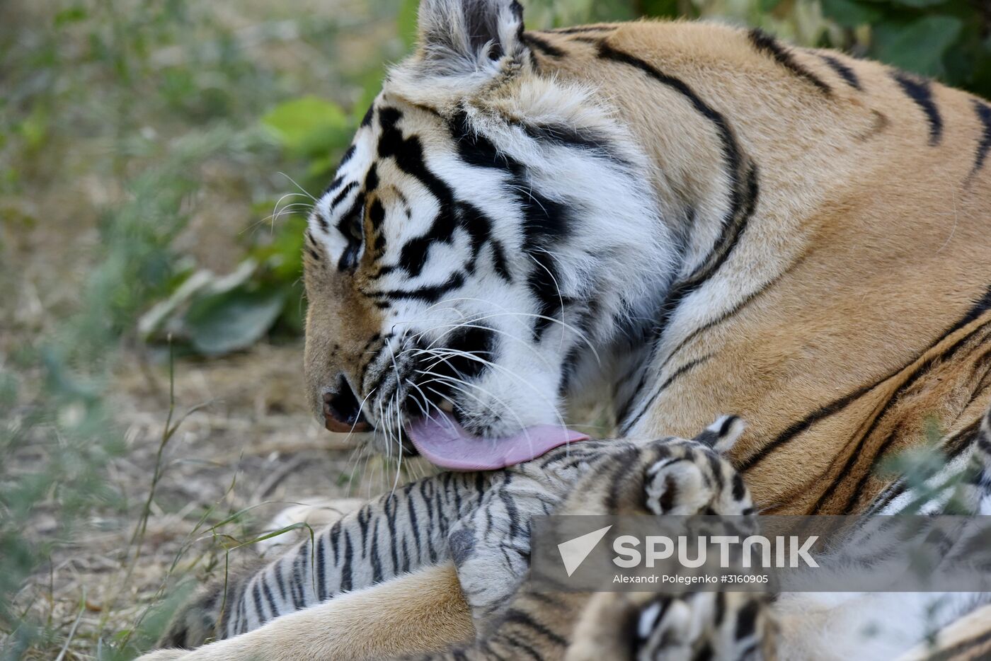 Amur tiger cubs at Taigan safari park in Crimea