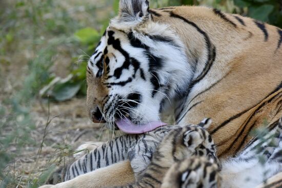 Amur tiger cubs at Taigan safari park in Crimea
