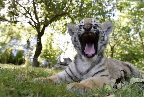 Amur tiger cubs at Taigan safari park in Crimea