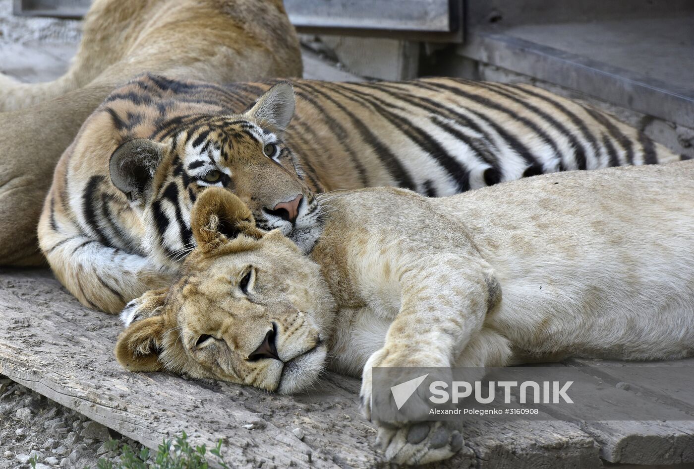 Amur tiger cubs at Taigan safari park in Crimea
