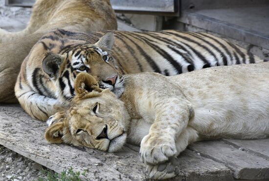 Amur tiger cubs at Taigan safari park in Crimea