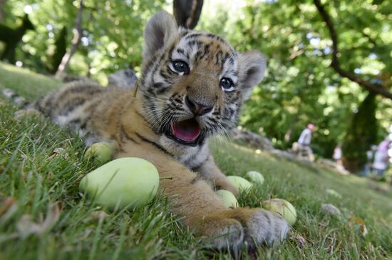 Amur tiger cubs at Taigan safari park in Crimea