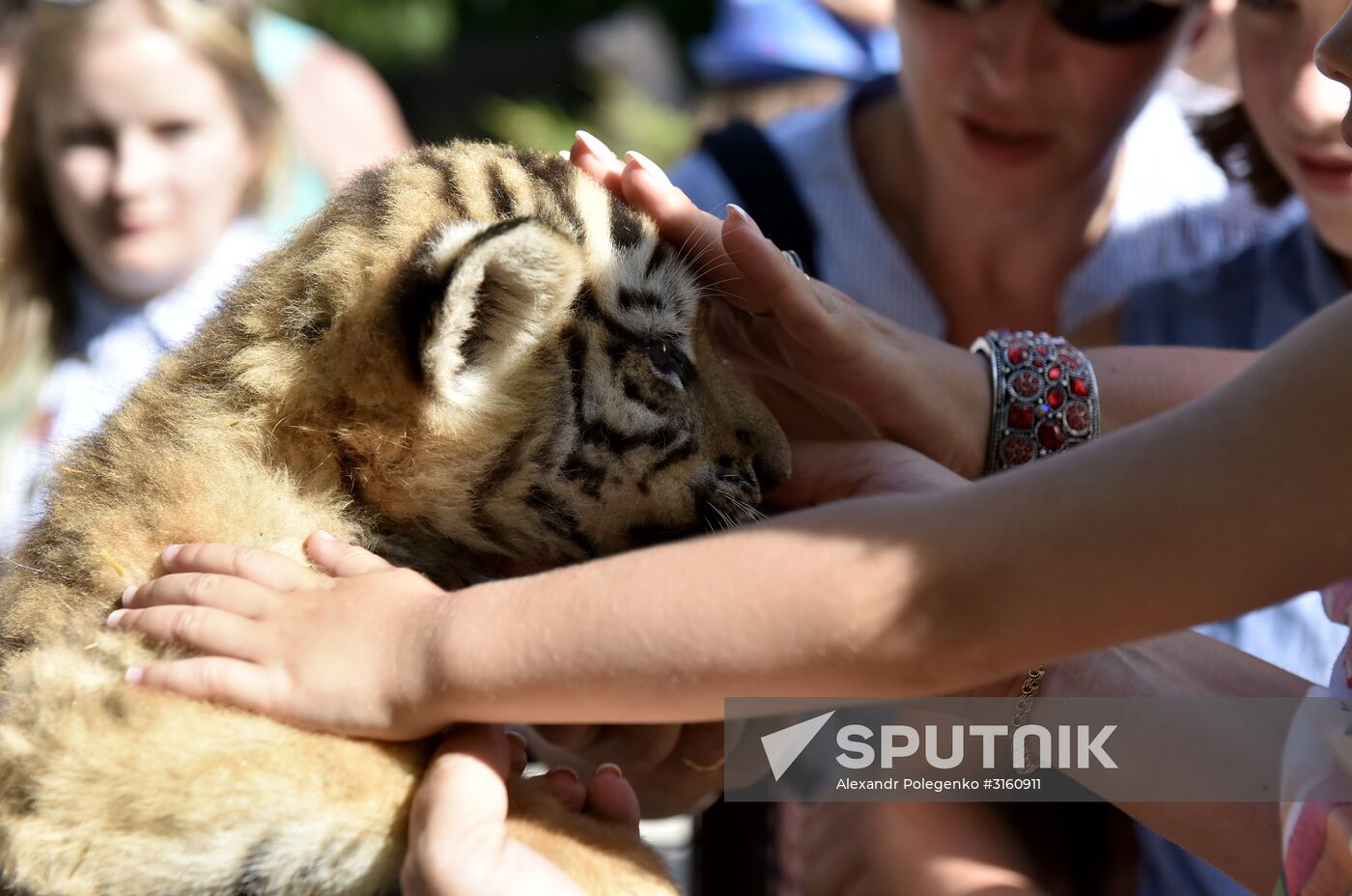 Amur tiger cubs at Taigan safari park in Crimea
