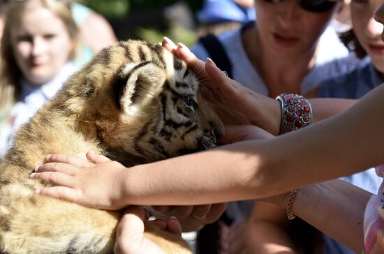 Amur tiger cubs at Taigan safari park in Crimea