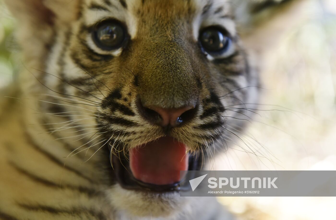 Amur tiger cubs at Taigan safari park in Crimea
