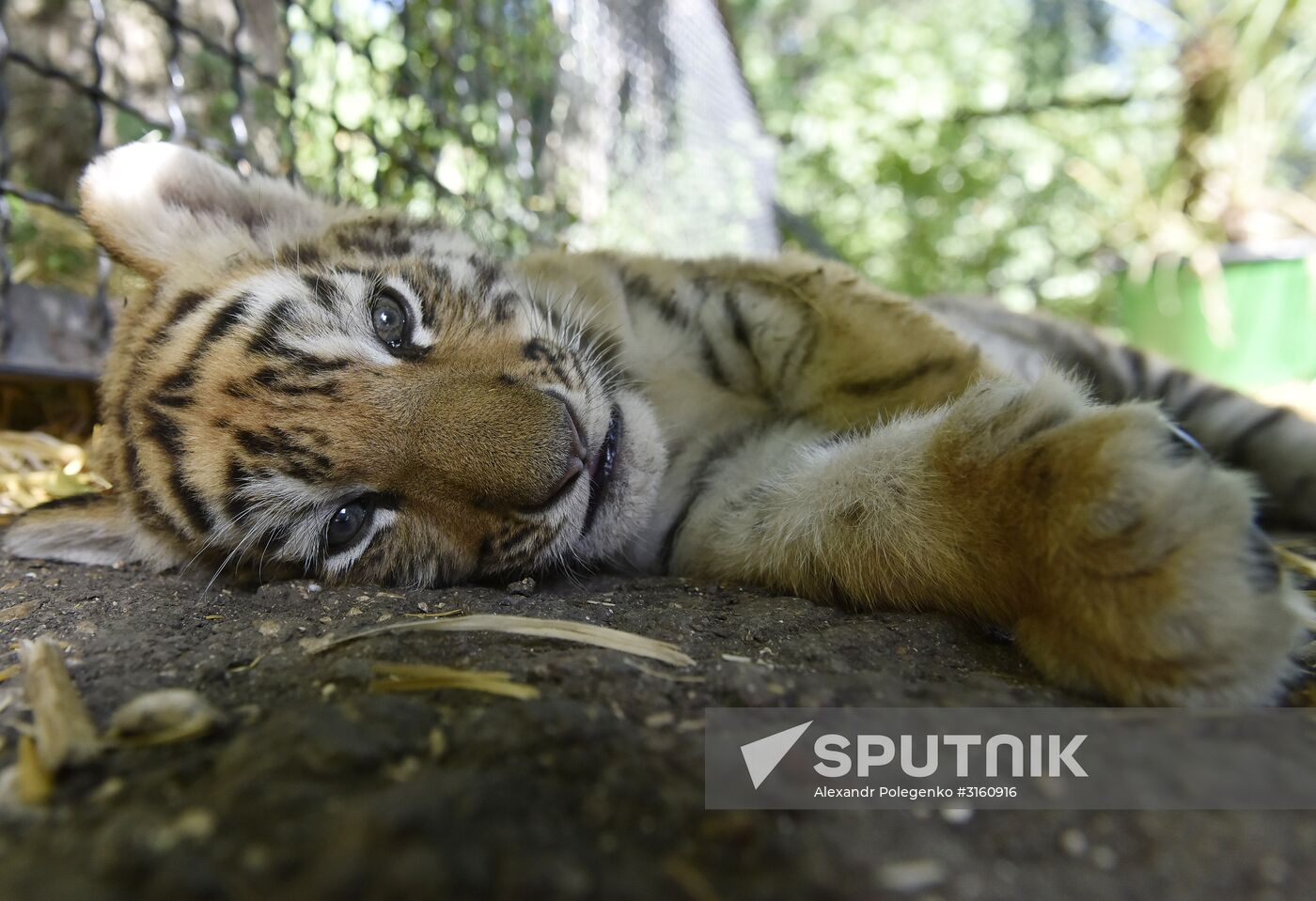 Amur tiger cubs at Taigan safari park in Crimea