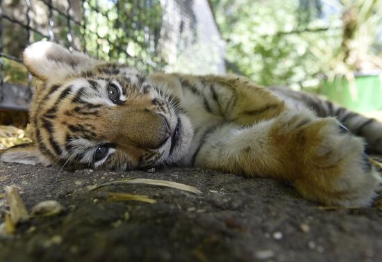 Amur tiger cubs at Taigan safari park in Crimea