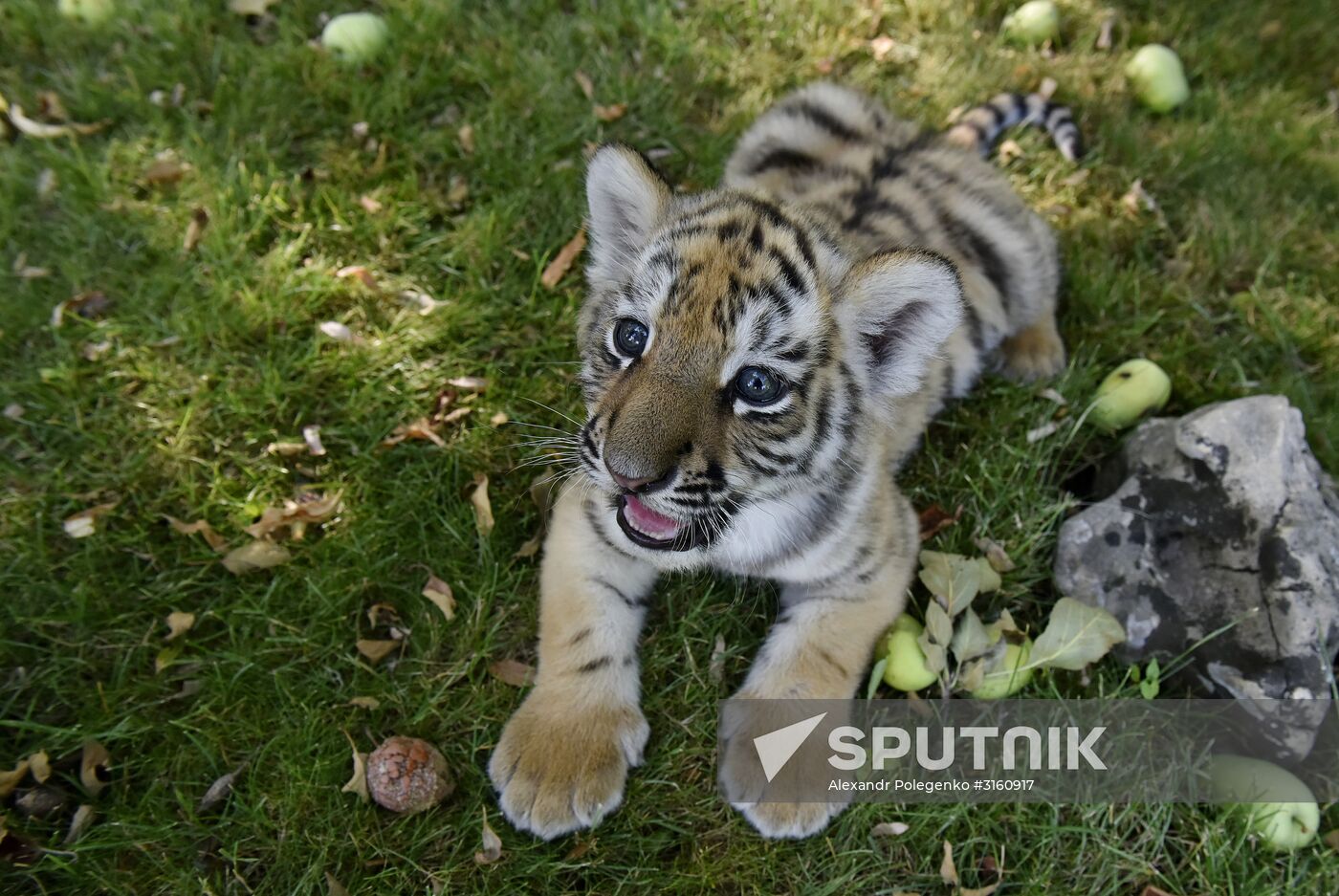 Amur tiger cubs at Taigan safari park in Crimea