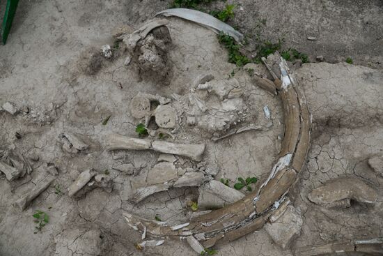 Archeological dig in Voronezh Region