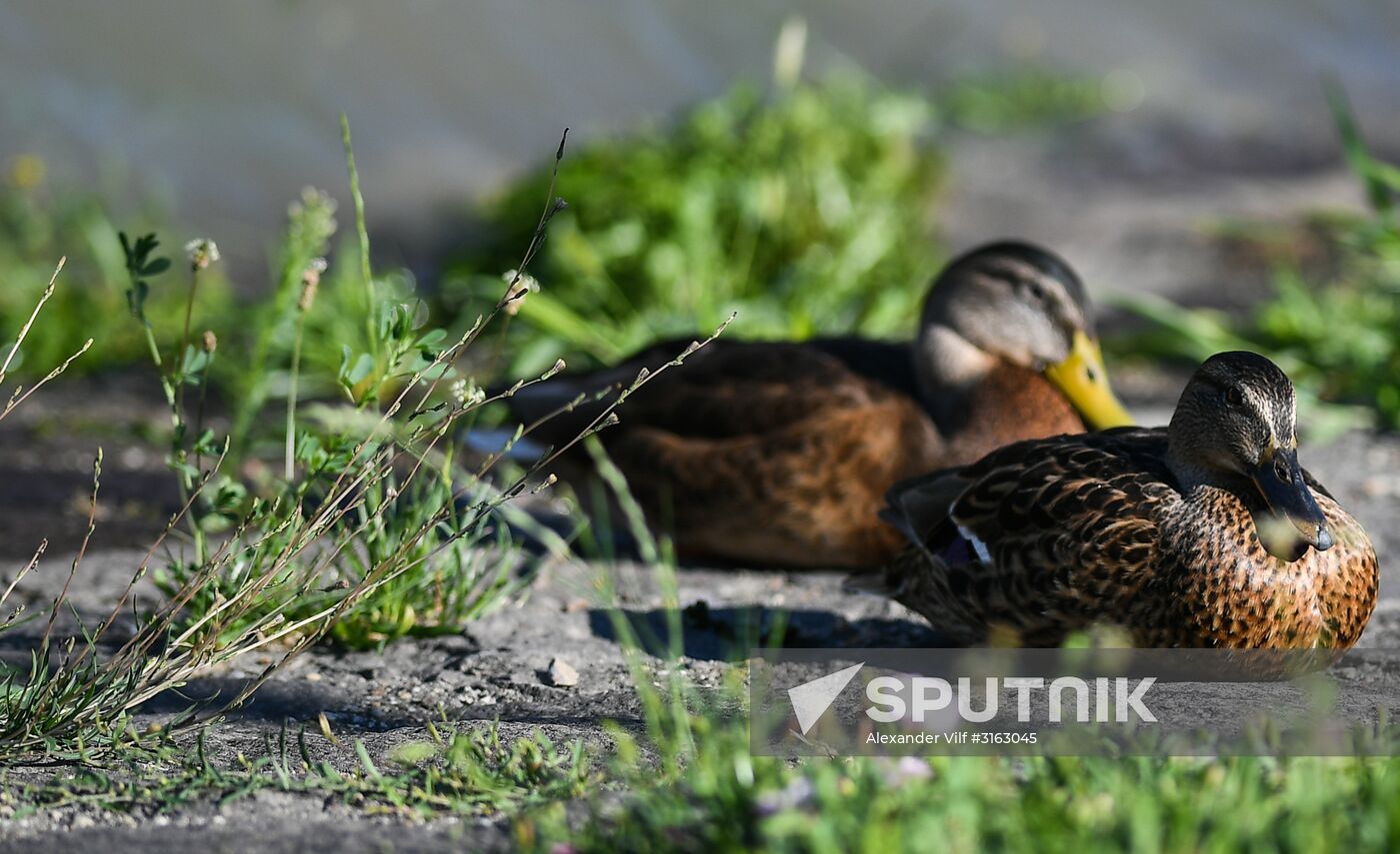 Ducks