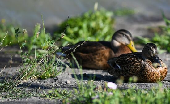 Ducks