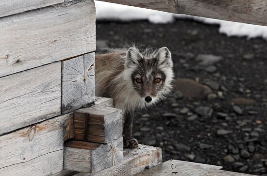 Russian Arctic National Park expedition