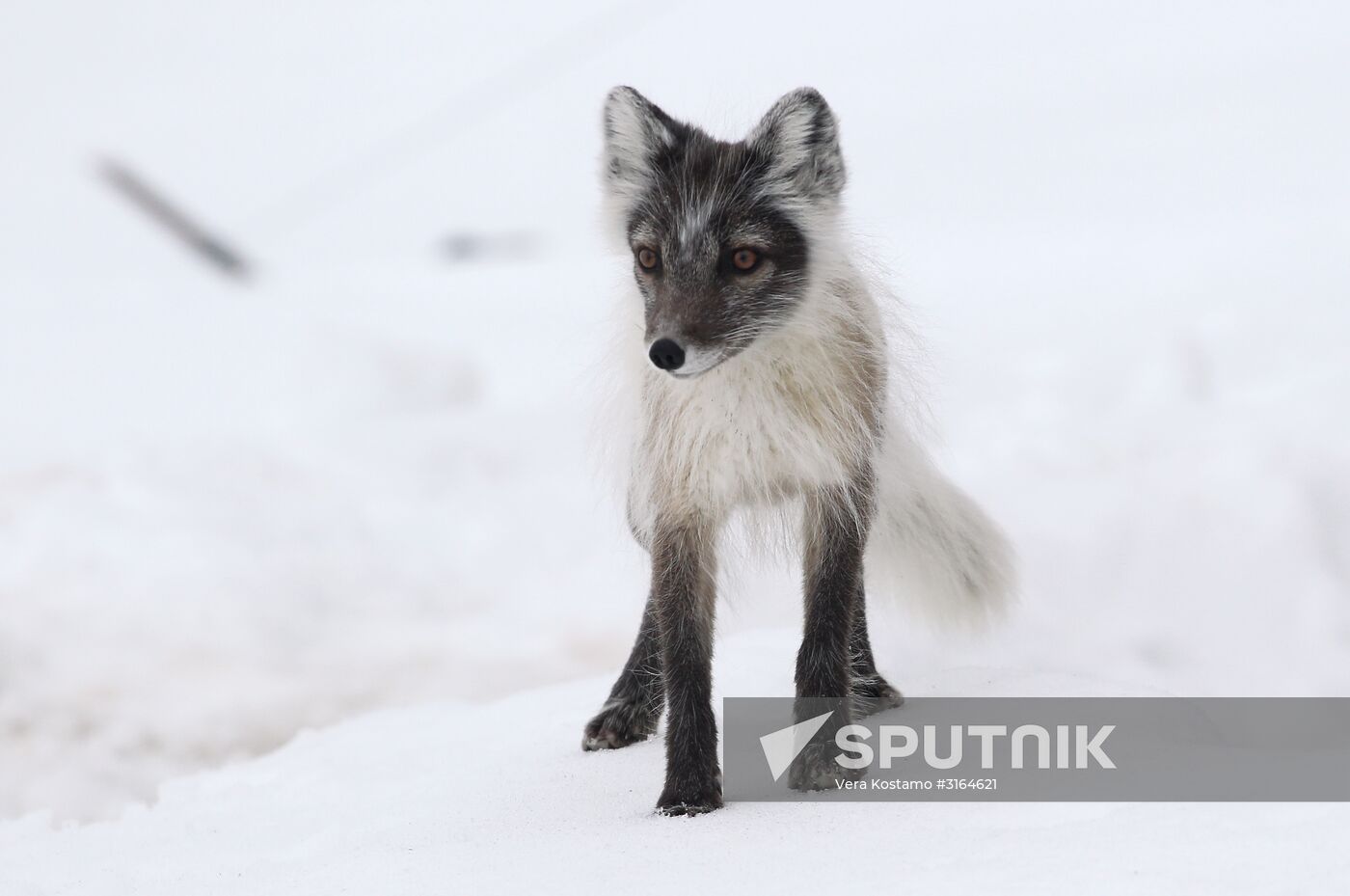 Russian Arctic National Park expedition